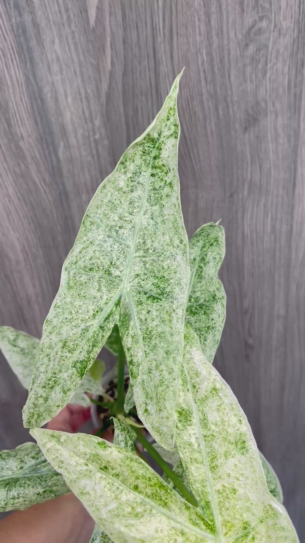 Alocasia Longiloba Mint Marble C