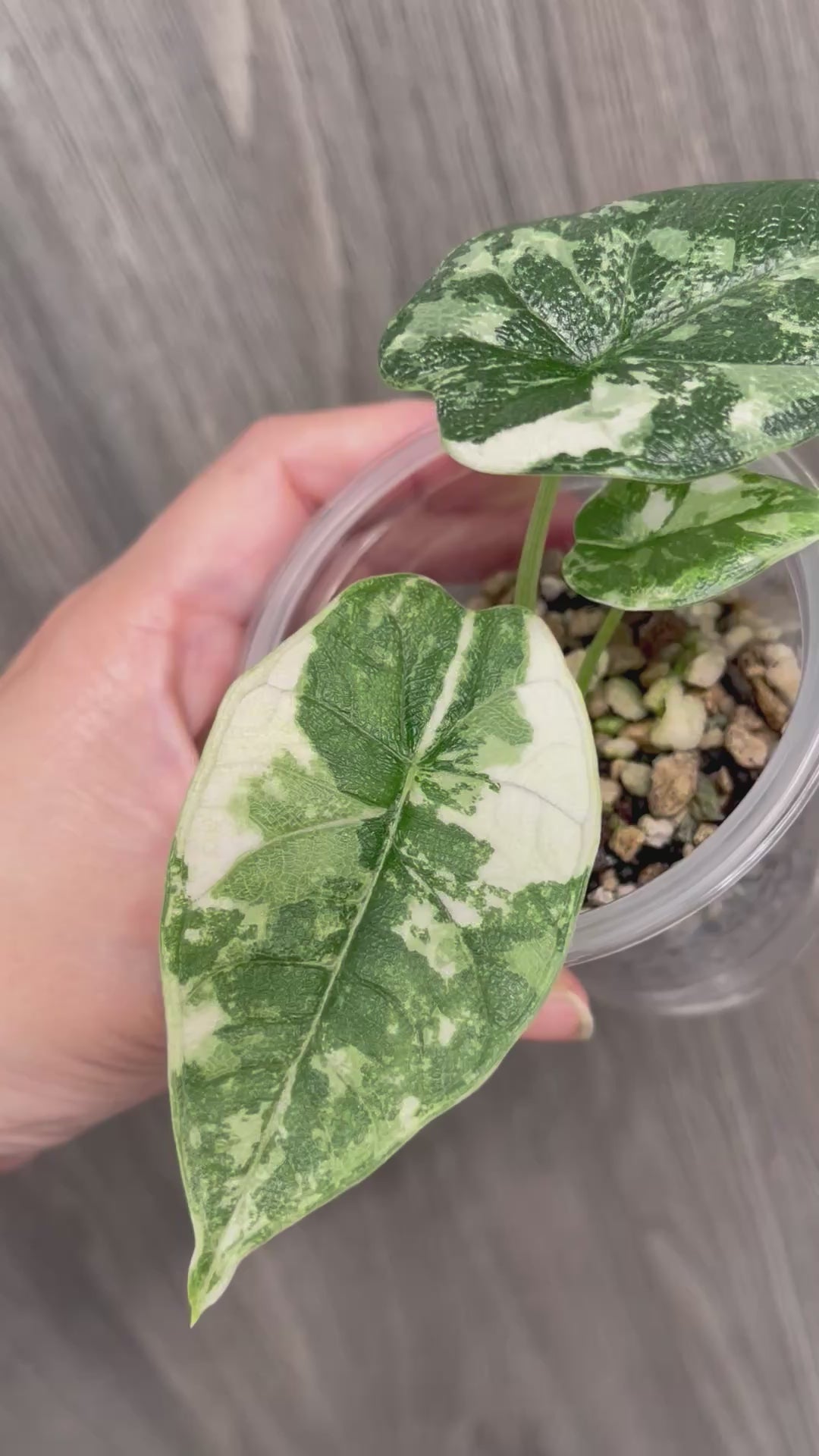 Alocasia Melo Mint
